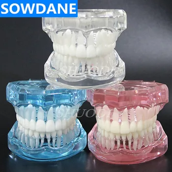 Стандартная стоматологическая модель зуба, Ортодонтическая модель для общения с пациентом, Стоматологическая клиника