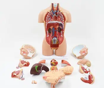 Анатомическая модель человеческого тела 45/50 см, внутренние органы, сердце, легкие, структура печени, съемный медицинский обучающий торс